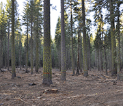 A restored forest in the foreground, with a dense, unthinned forest in the background.